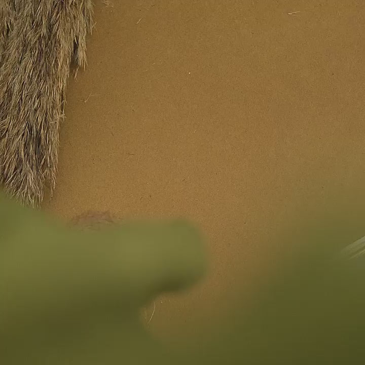 Treed Frost (Olive/Nacre)