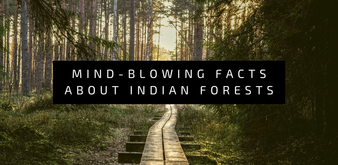 Mind Blowing Facts about Indian Forests